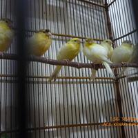 sharepecinta-kenari--jenis-finch-lain-blackthroat-engasr-mozambik-kumpul-disini