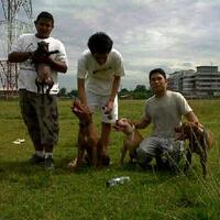 the-american-pitbull-lover039s---part-4