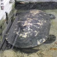 12-kura-kura-air-terunik-di-dunia-pict