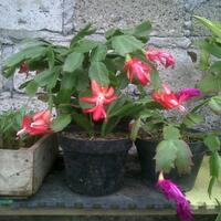 sharewijaya-kusuma---pic