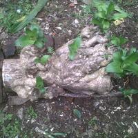 share-yang-merasa-punya-tanaman-eksotis-masuk-sini