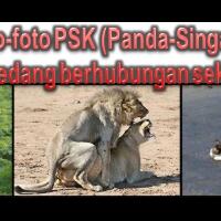 inilah-foto-foto-psk-yang-kepergok-sedang-berhubungan-seks