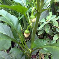 ayo-bertanam-cabe---hot--eksotis