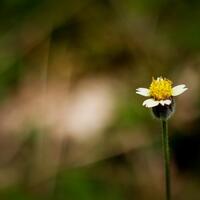 nongkrong-bareng-plants-photography-buat-yang-suka-foto-tetumbuhan