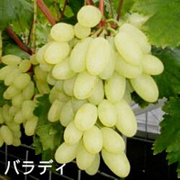 sharengomongin-apapun-ttg-tanaman-pohon-anggur-yuk