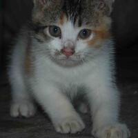 tatapan-imut-kucing-meluluhkan-hati-sejak-tahun-10000-sm