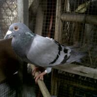 post-image