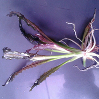 aquascape-for-everybody-learning-and-sharing