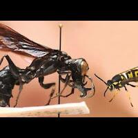 penemuan-species-baru-indonesia-bukti-kekayaan-nusantara