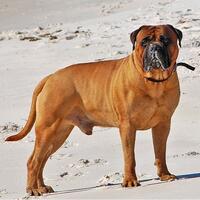 anjing-anjing-penjaga-terhebat