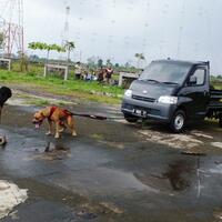 the-american-pitbull-lover039s---part-4