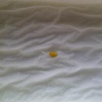 lomba-menanam-cabe-california-reaper