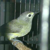 973397339733-yang-tanya-masuk-sini-semua-burung-973397339733