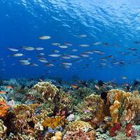 10-tempat-diving-terbaik-asia-4-diantaranya-ada-di-indonesia