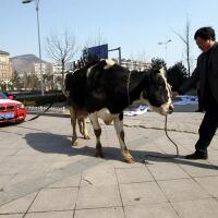 di-china-mobil-bmw-ditarik-sapi-hammer