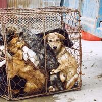 animal-cruelty--in-china
