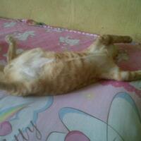 kucing-ane-tidur-nya-gini-gan