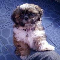 shih-tzu-lover----part-2