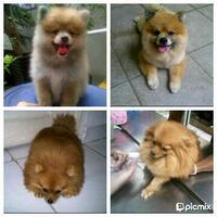 pomeranian-lovers---part-2