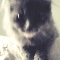 erye-community966896689668175817588801-cat-lover-regional-yogyakarta-new-home-base880117581758-965896589658