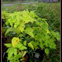 ayo-bertanam-cabe---hot--eksotis