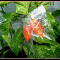 ayo-bertanam-cabe---hot--eksotis