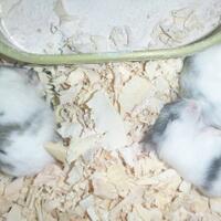 new-hamster-lovers---part-2