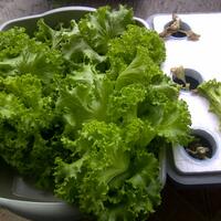 vegetable-lovers---official-thread---part-2