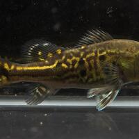 peacock-bass-reloaded-cream