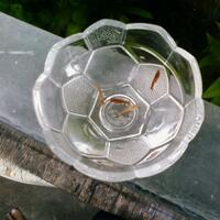 all-about-shrimp-red-cherry-red-bee-black-bee-neocaridina-caridina-dll