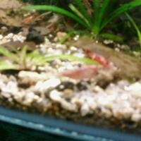 all-about-shrimp-red-cherry-red-bee-black-bee-neocaridina-caridina-dll