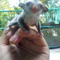 sugar-gliderlanjut---part-2