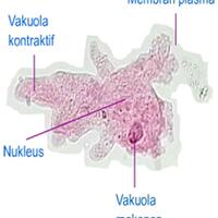 tps-kami-juga-membelah-diri-seperti-amoeba