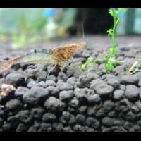 all-about-shrimp-red-cherry-red-bee-black-bee-neocaridina-caridina-dll
