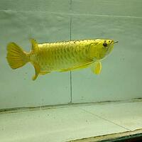 arowana--new-thread