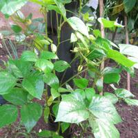 vegetable-lovers---official-thread---part-2