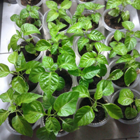 ayo-bertanam-cabe---hot--eksotis