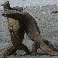 7-hewan-purba-di-indonesia-yang-masih-hidup-sampai-sekarang