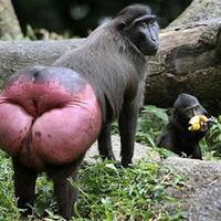 8-hewan-aneh-unik-tapi-nyata