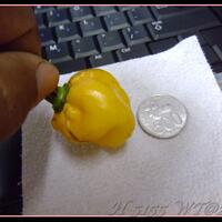 ayo-bertanam-cabe---hot--eksotis