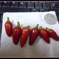 ayo-bertanam-cabe---hot--eksotis