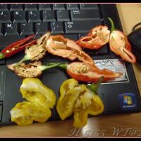 ayo-bertanam-cabe---hot--eksotis