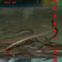 reborn-usaha-benih-sidat-pemula-cocok-buat-sampingan