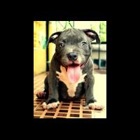 share-all-about-american-bully