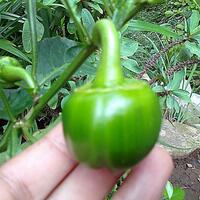 ayo-bertanam-cabe---hot--eksotis