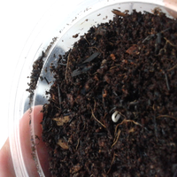 lomba-menanam-cabe-carolina-reaper--22-februari-2013---31-juli-2013