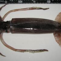 cumi-cumi-bisa-terbang-di-jepang