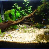 aquascape-for-everybody-learning-and-sharing