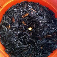 lomba-menanam-cabe-carolina-reaper--22-februari-2013---31-juli-2013