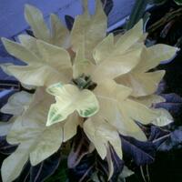 flora-puring-lovers-here